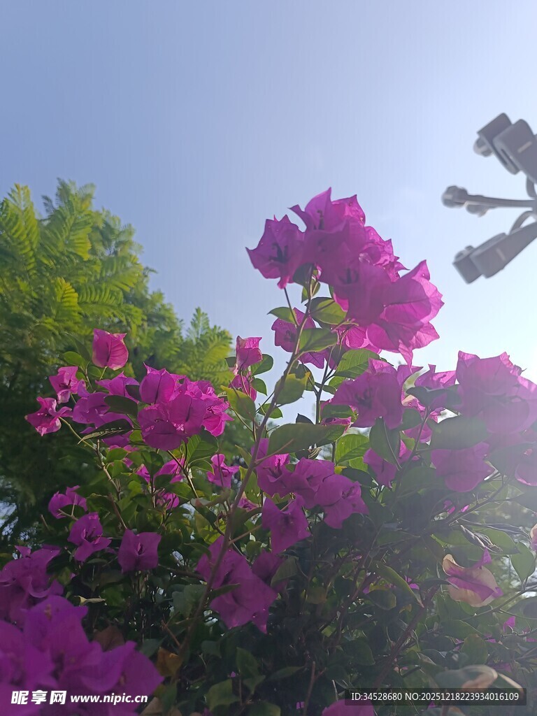 阳光下绽放的艳丽三角梅