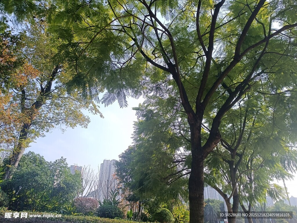 阳光洒落树林中的城市景观