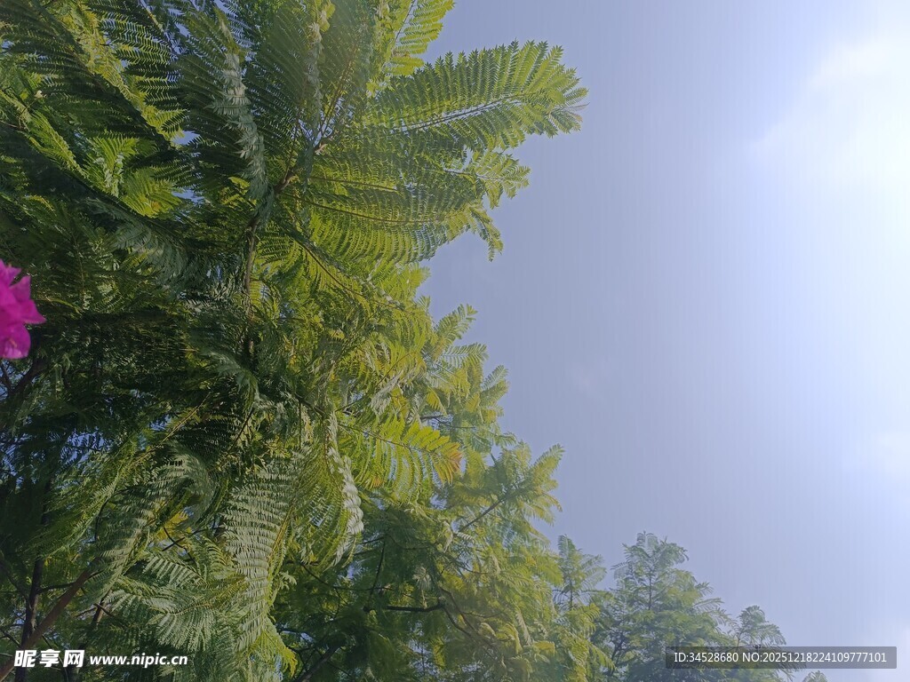 仰视葱郁绿植与娇艳花卉