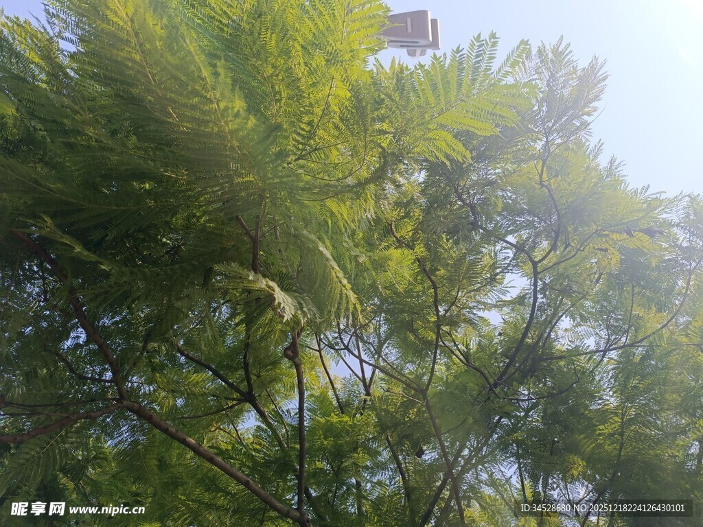 阳光下的葱郁绿树