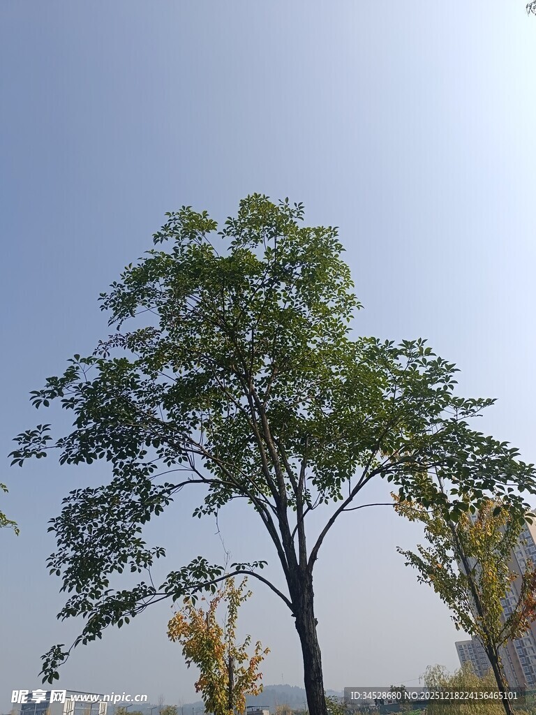 蓝天之下的挺拔绿树