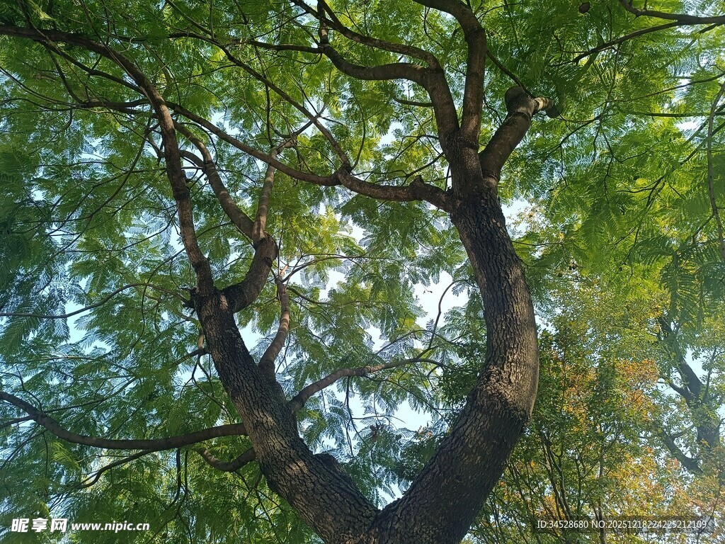 弯曲树干与繁茂枝叶