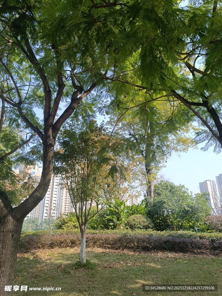 城市中静谧的绿树景观