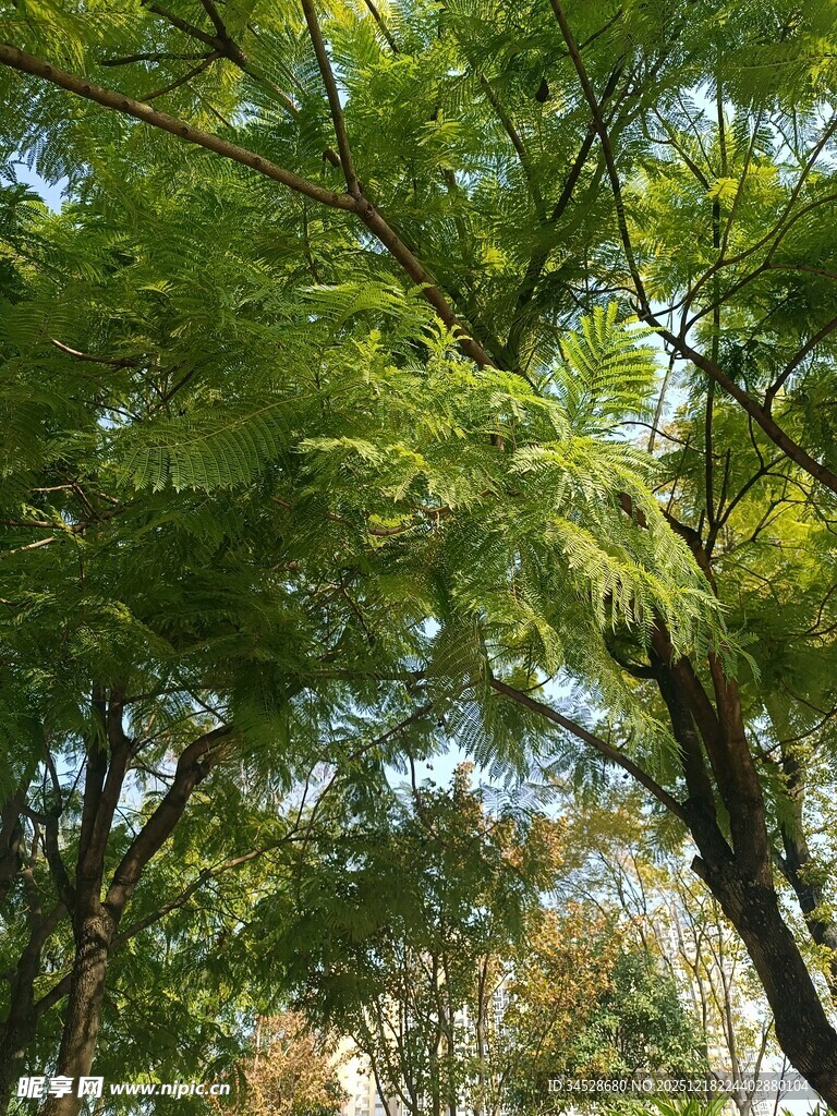 繁茂绿树展现自然生机