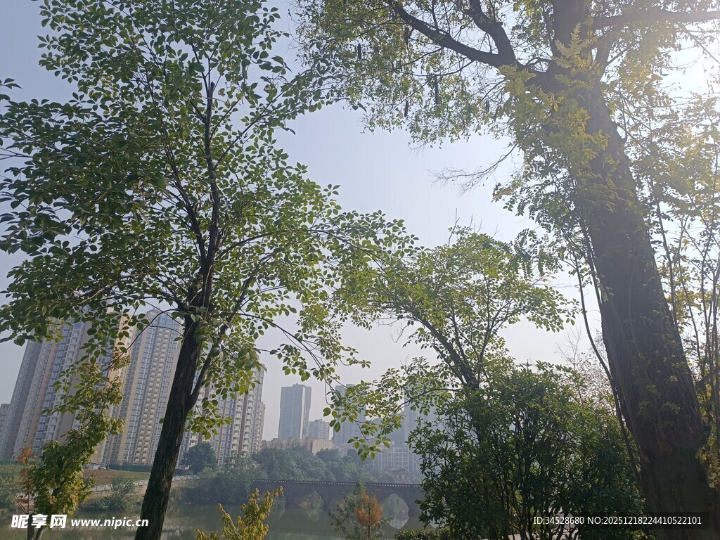 阳光透过绿树映现城市景