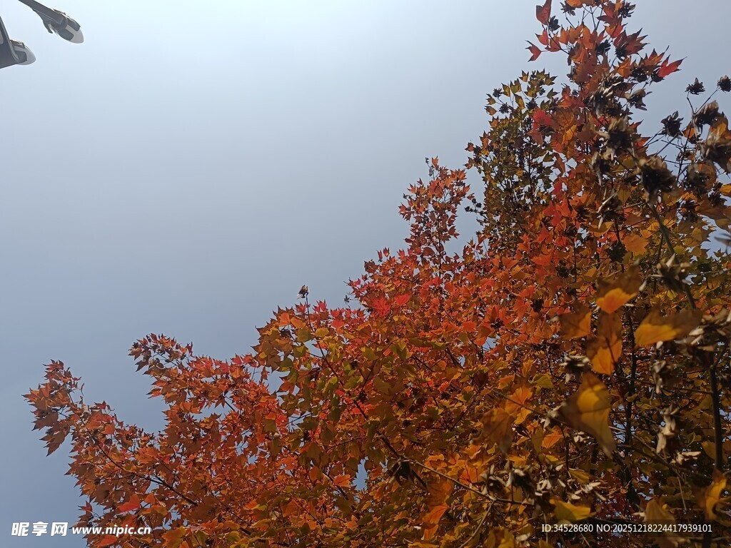 秋日绚烂红叶树梢景致