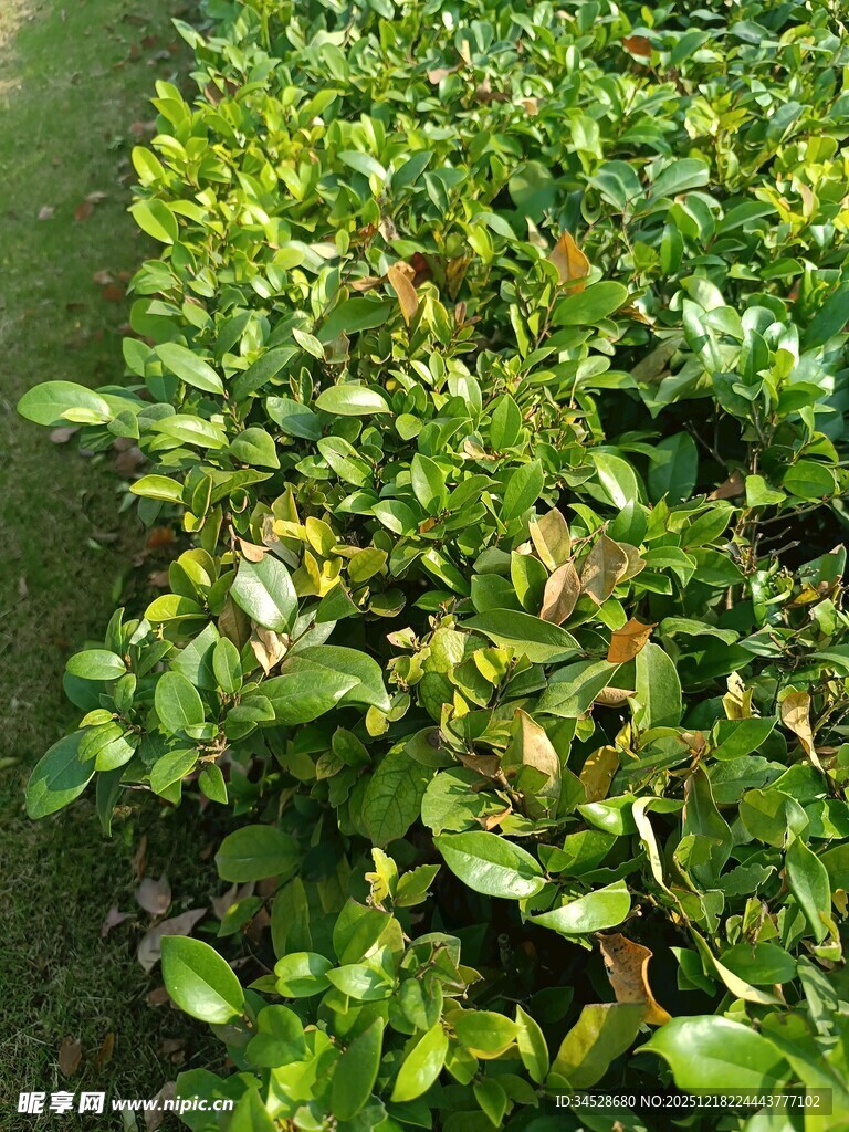 绿叶繁茂的植物景观