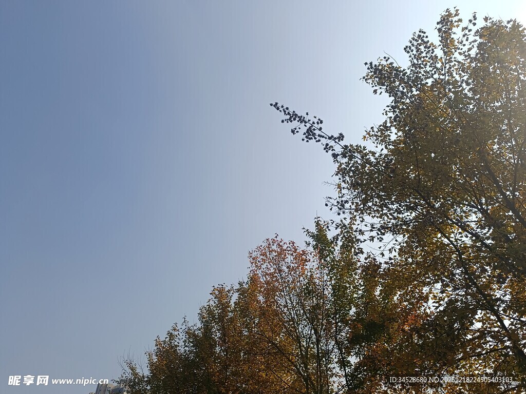 秋日树梢映蓝天