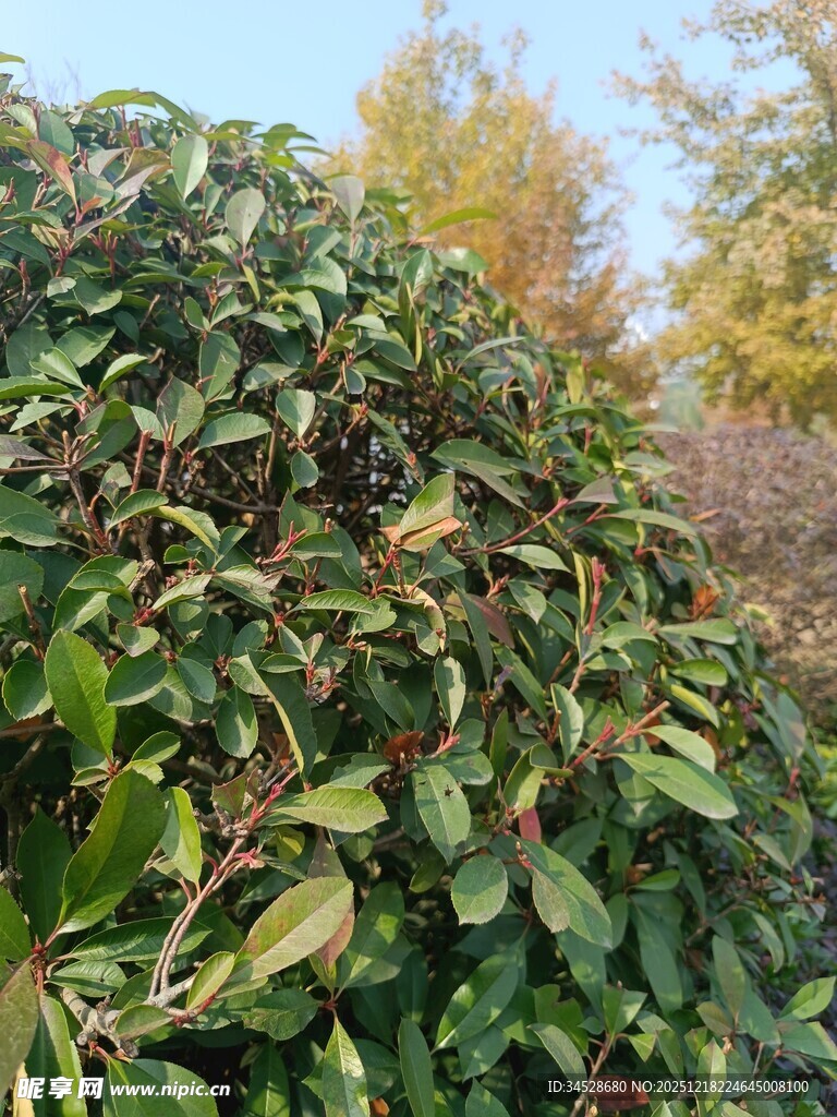 绿叶繁茂的灌木丛摄影图__自然风景_自然景观_摄影图库_昵图网