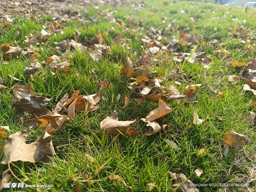 草地散落枯黄落叶