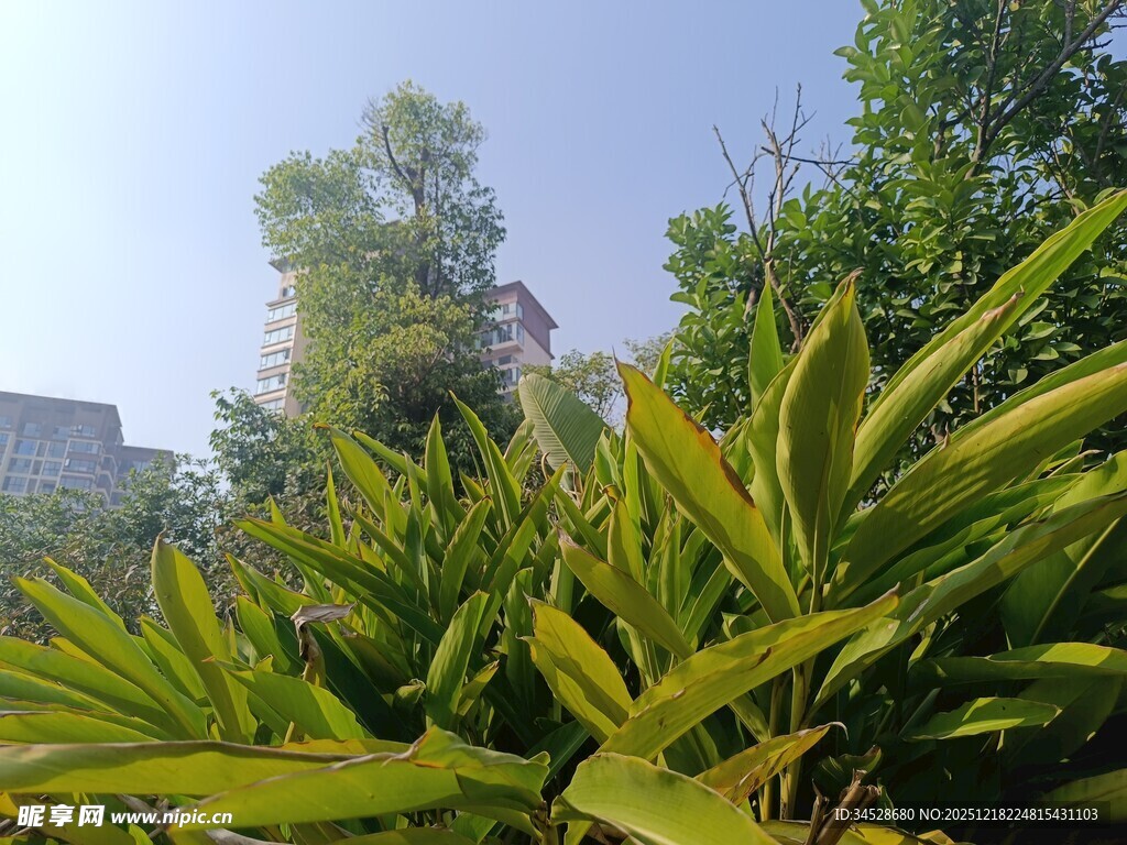 翠绿植物展现自然生机