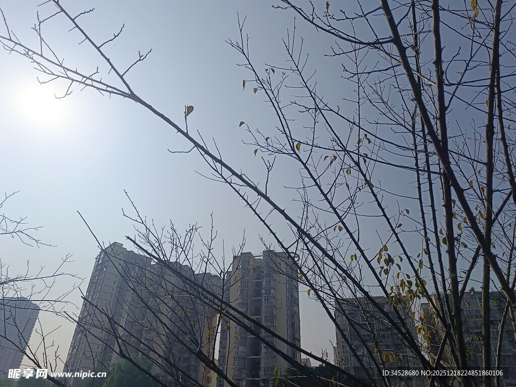 冬日城市枯树与高楼景象