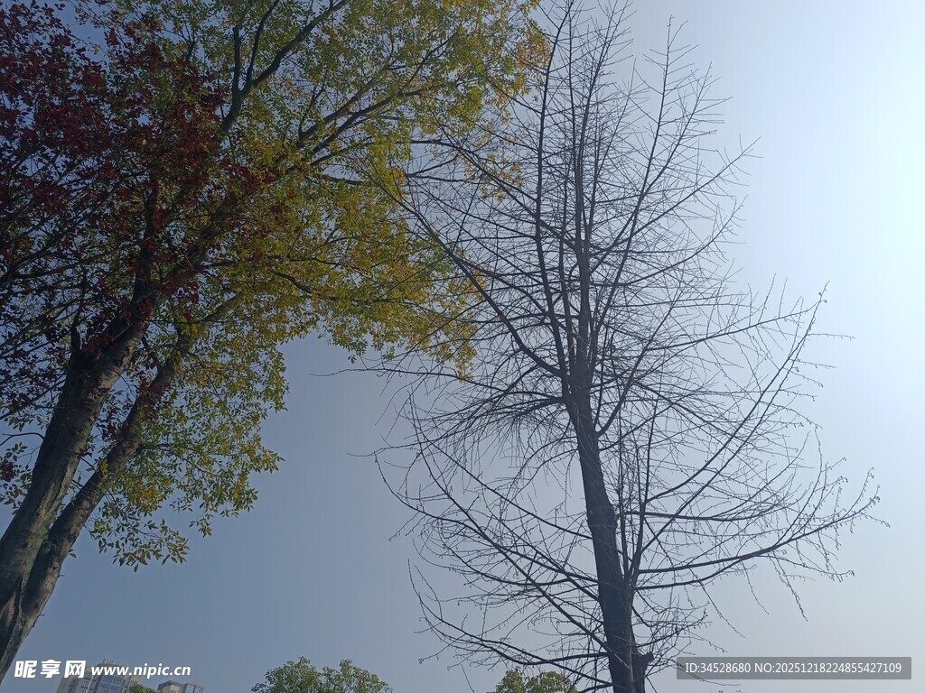 秋日枯树与多彩树叶