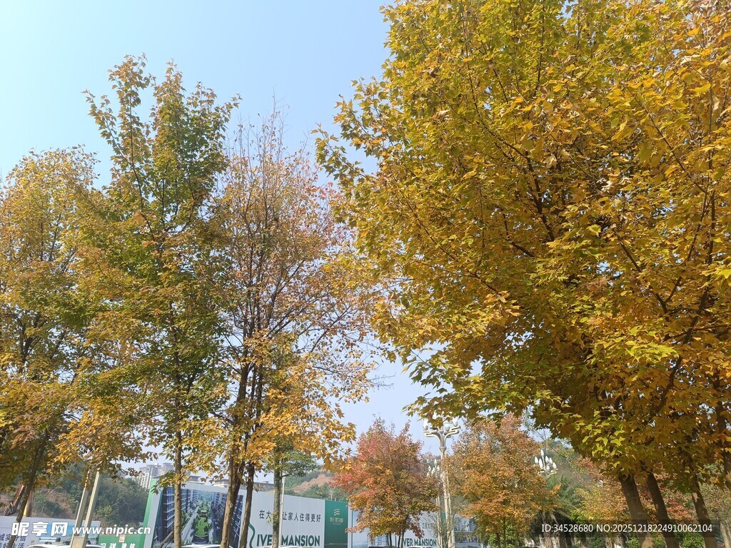 秋日街头的斑斓树木