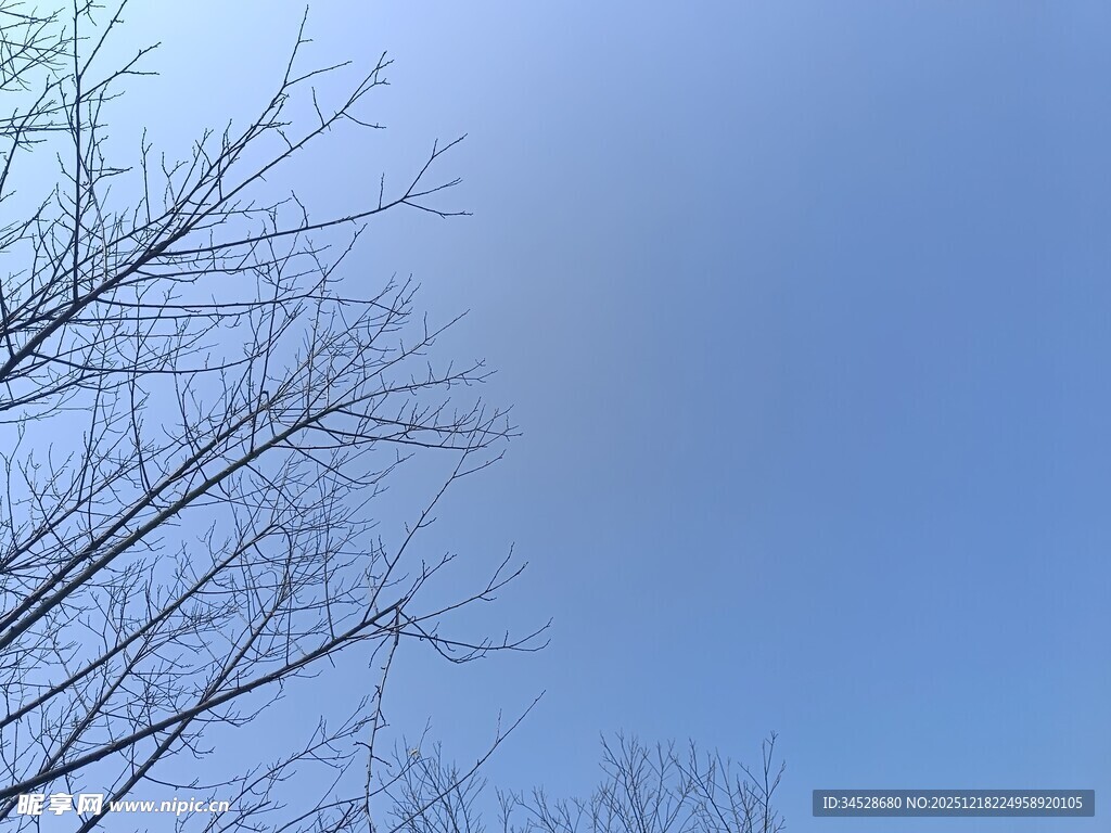 蓝天枯枝景象