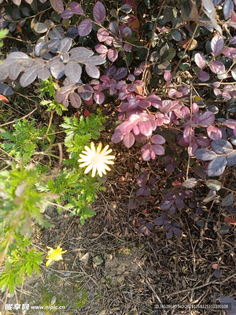 多彩花卉于地面绽放