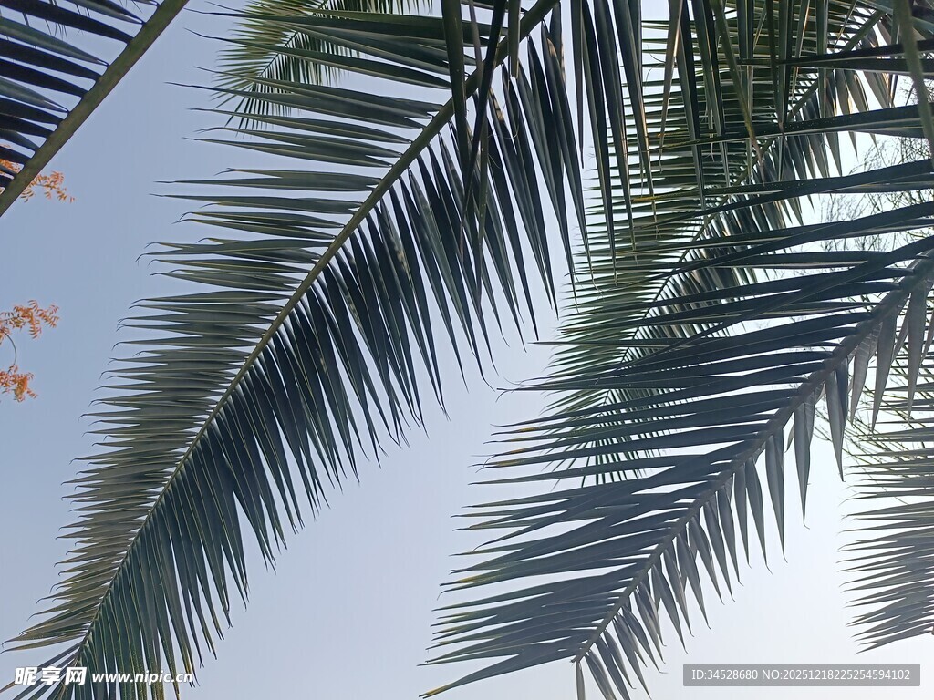 仰视下的翠绿棕榈叶