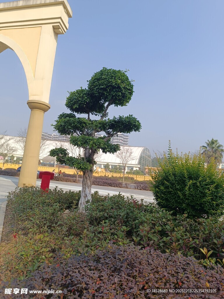 庭院景观中的造型松树