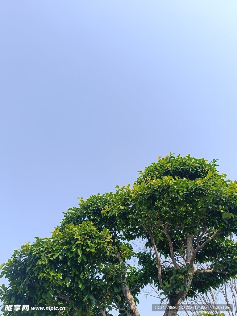 蓝天映衬下的茂盛树木