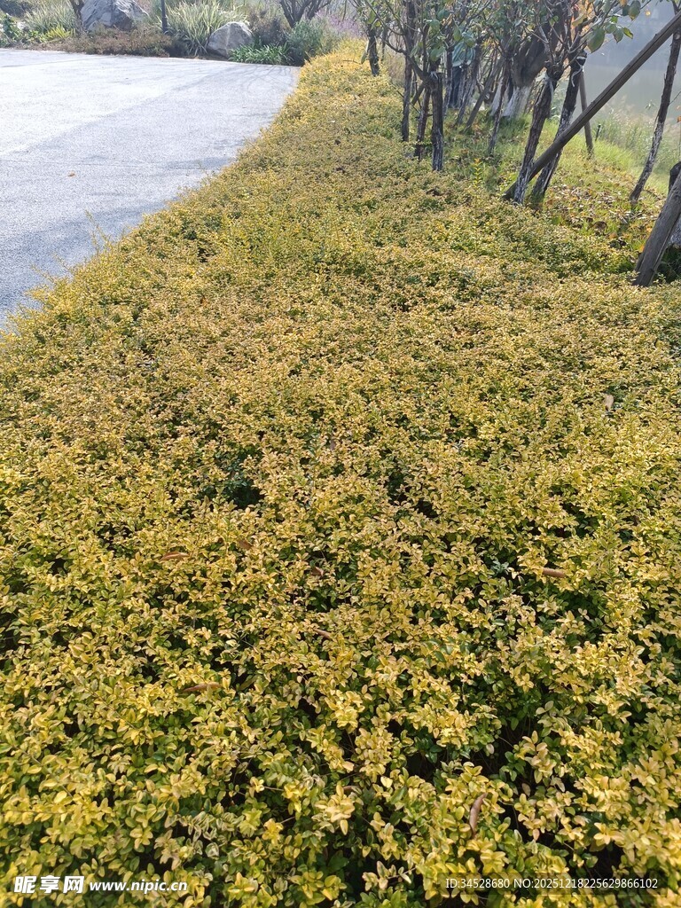 路边金黄繁茂的低矮植被