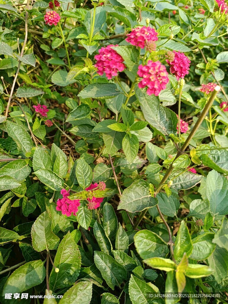 绿叶丛中的艳丽粉色花朵