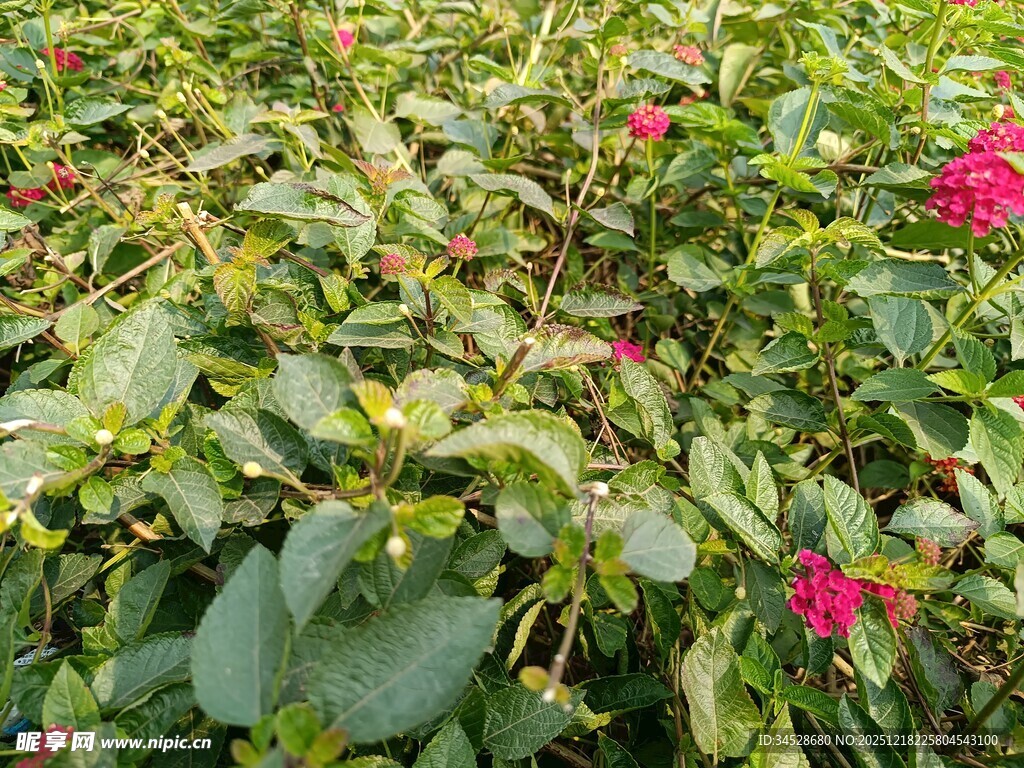 绿叶丛中绽放的娇艳花朵