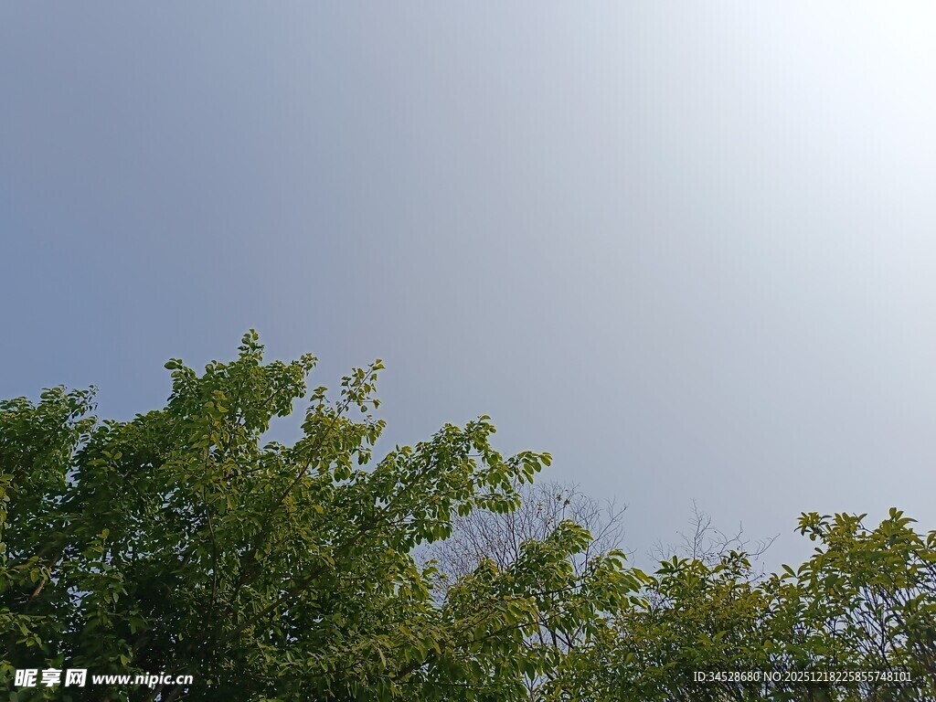 绿树之上的晴朗天空