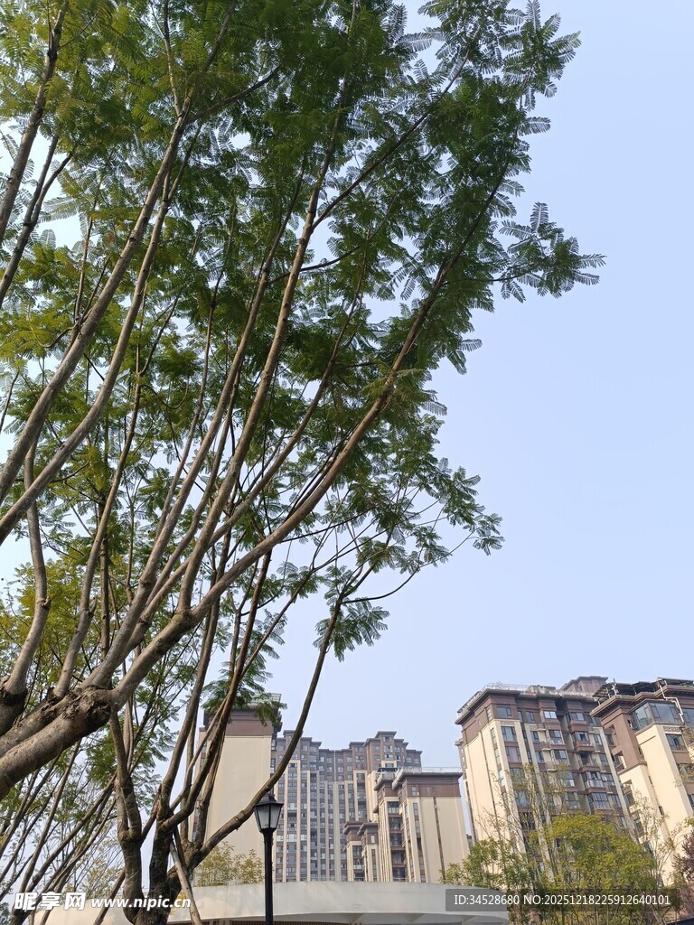 绿树掩映下的城市建筑