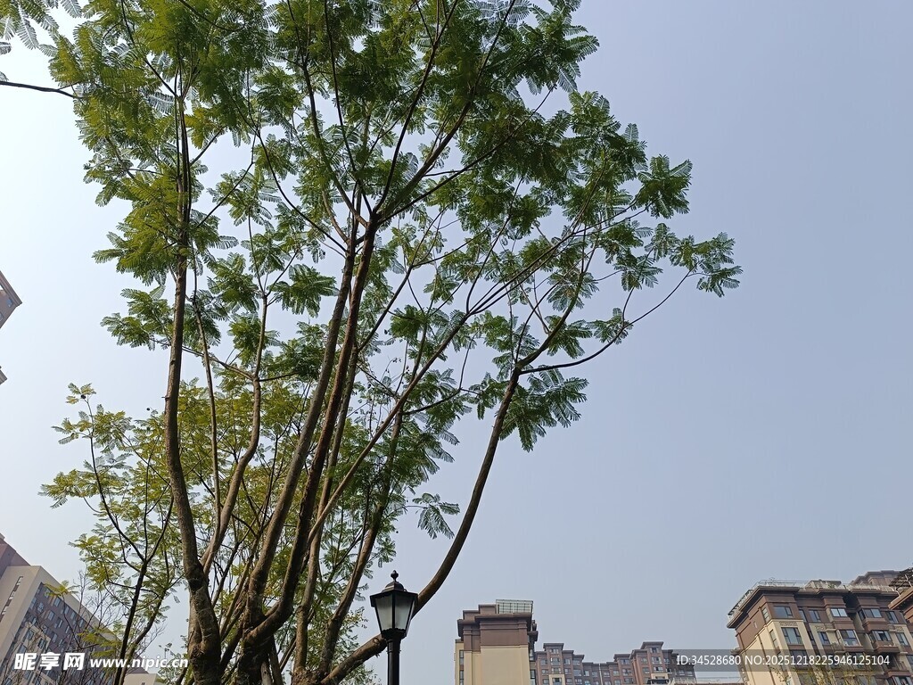 城市中挺拔的绿树