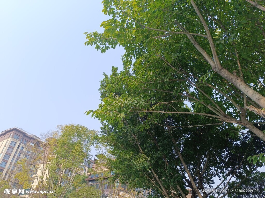 城市中葱郁的绿树景观