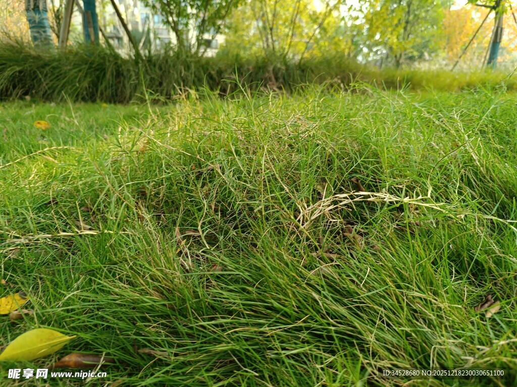 阳光下的翠绿草地