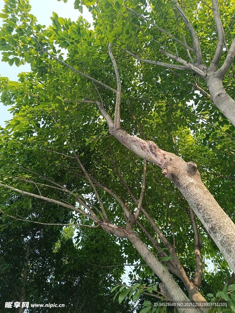 繁茂绿树展现自然生机