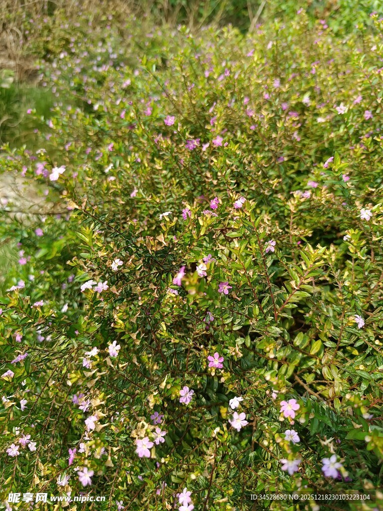 繁茂花丛中的点点白花