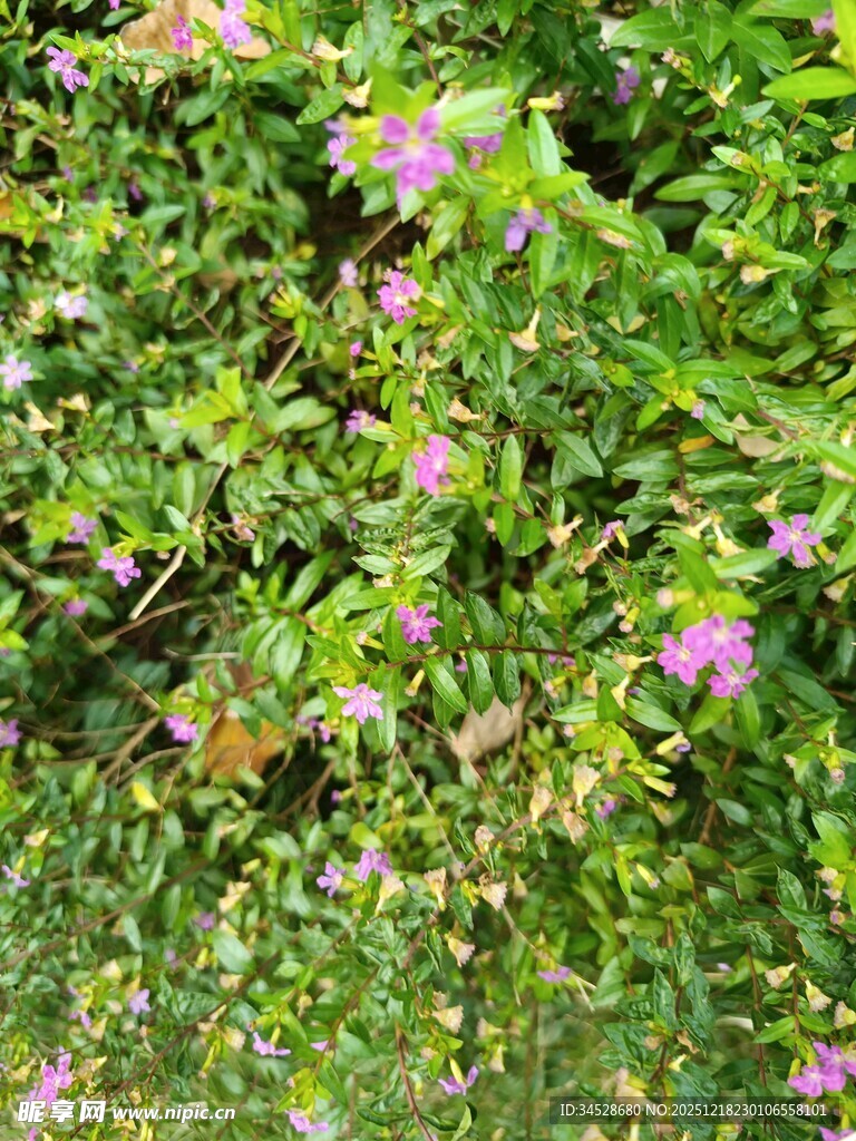 繁茂绿叶间的粉色小花