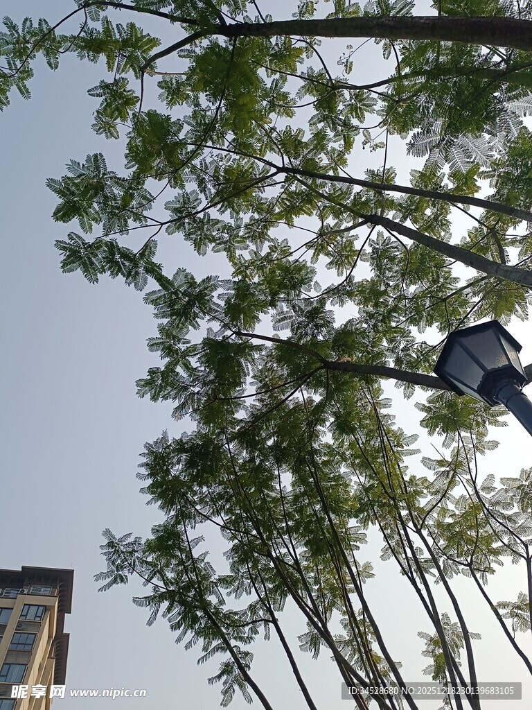 蓝天绿树间的鸟儿