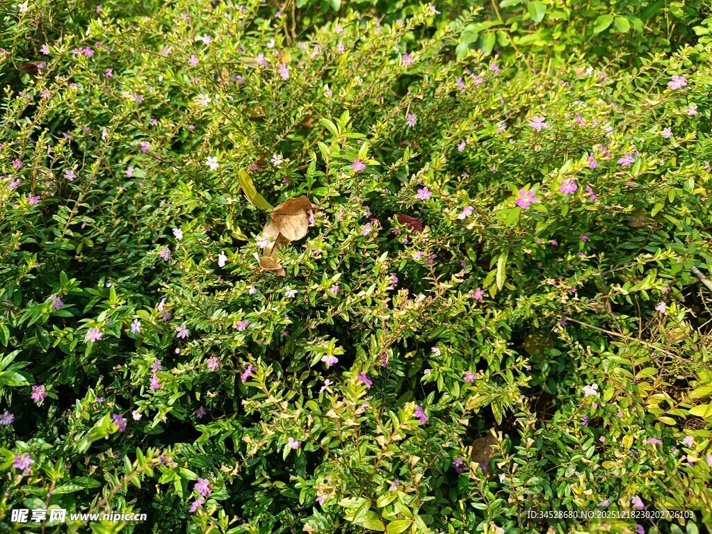 翠绿繁茂的灌木丛