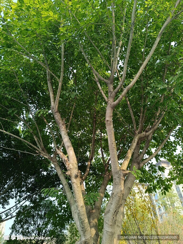 绿叶繁茂的树木