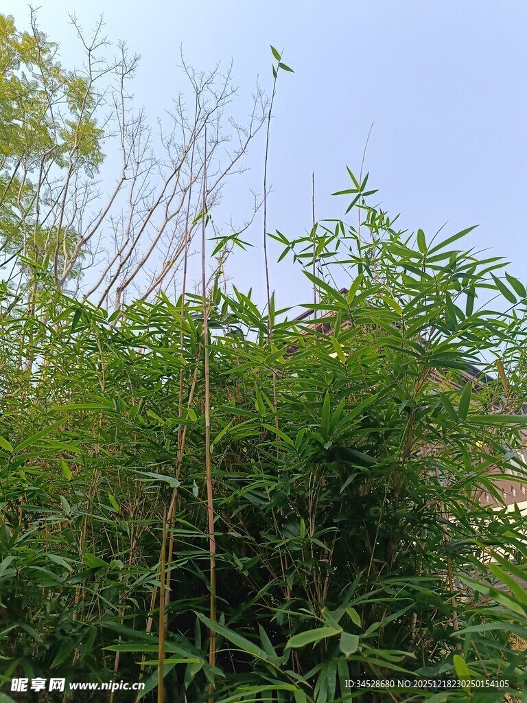 户外繁茂竹林景观