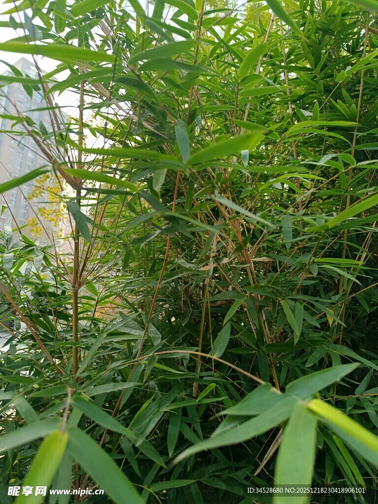 繁茂竹林中的绿意景致