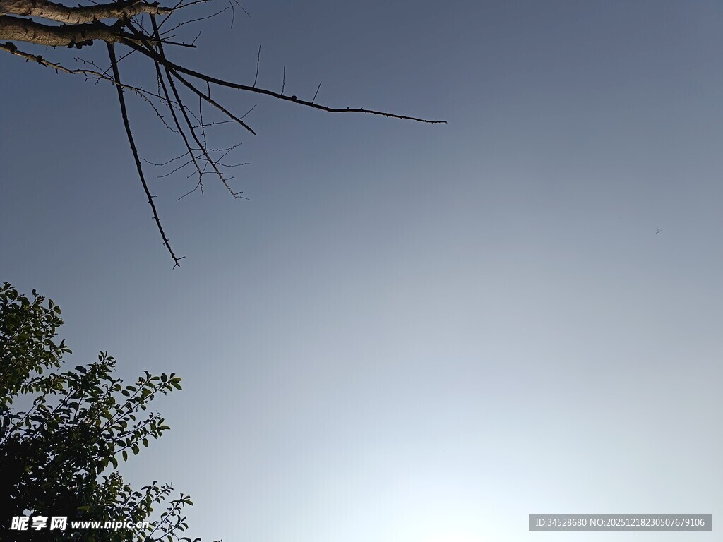 仰视天空中的树枝与阳光