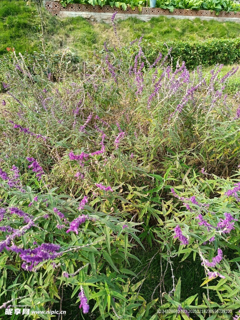 紫色花卉点缀的繁茂草地