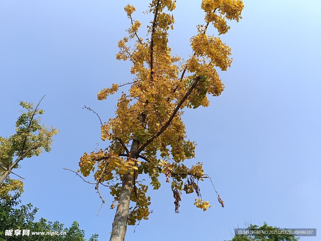 秋日金黄树木 