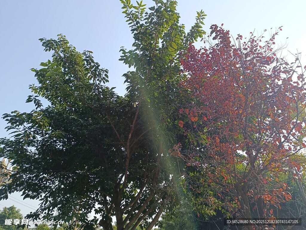 阳光下的多彩树木