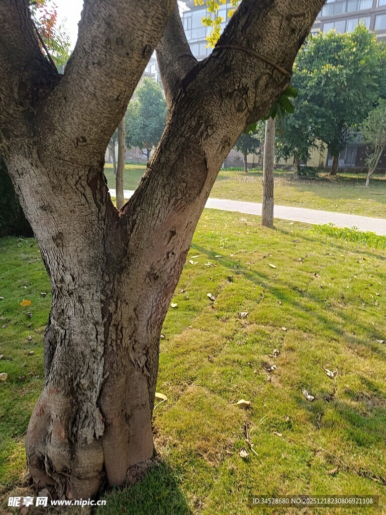 阳光下的粗壮树干