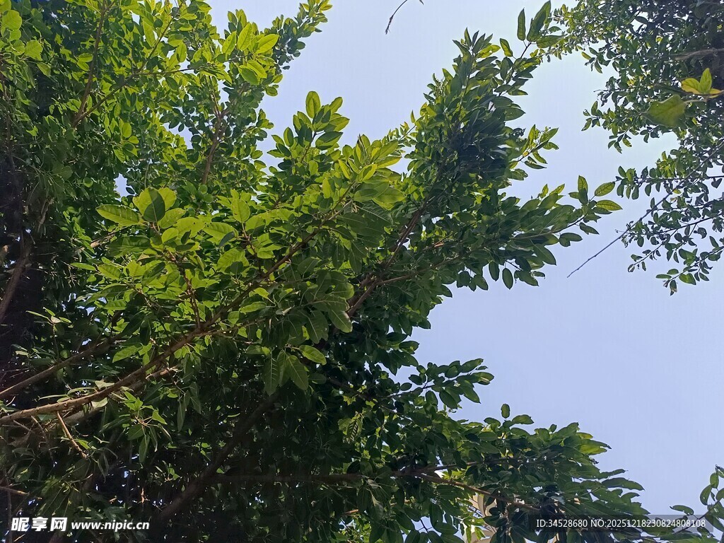 仰视葱郁繁茂的绿树树冠