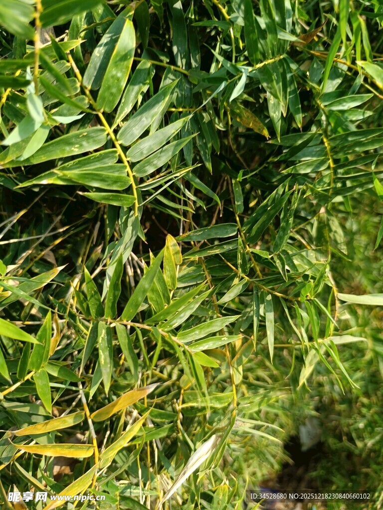 翠绿繁茂的热带植物景观