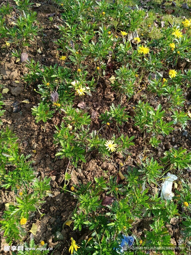 草地中的垃圾与绿植