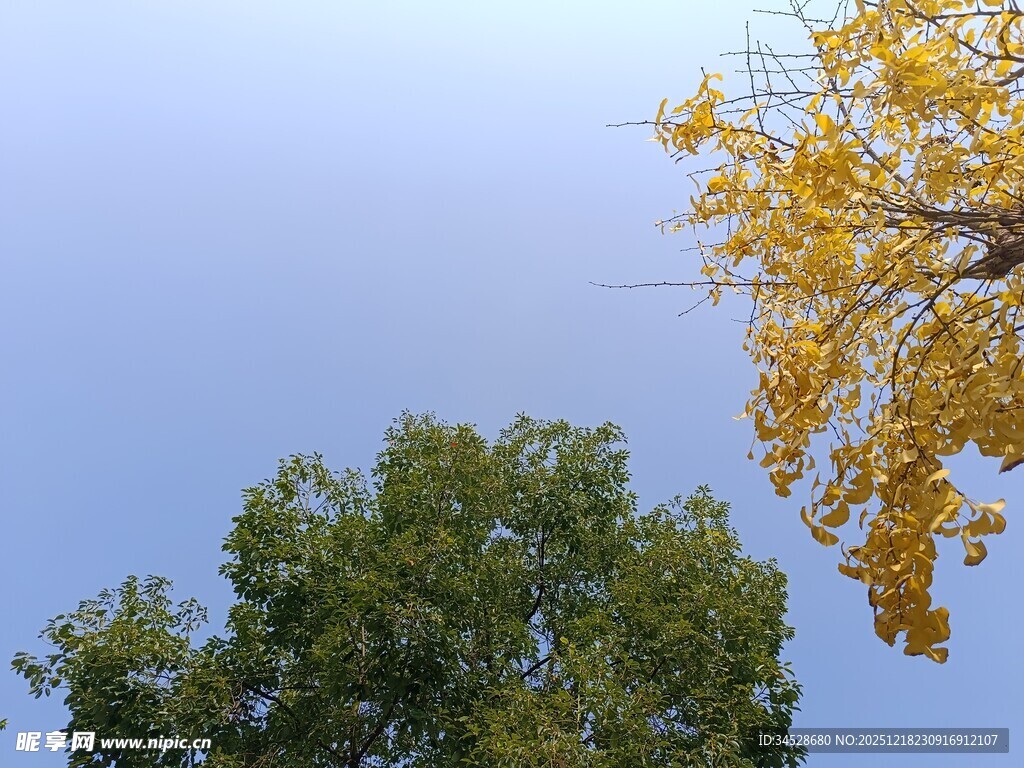 秋日双树映蓝天