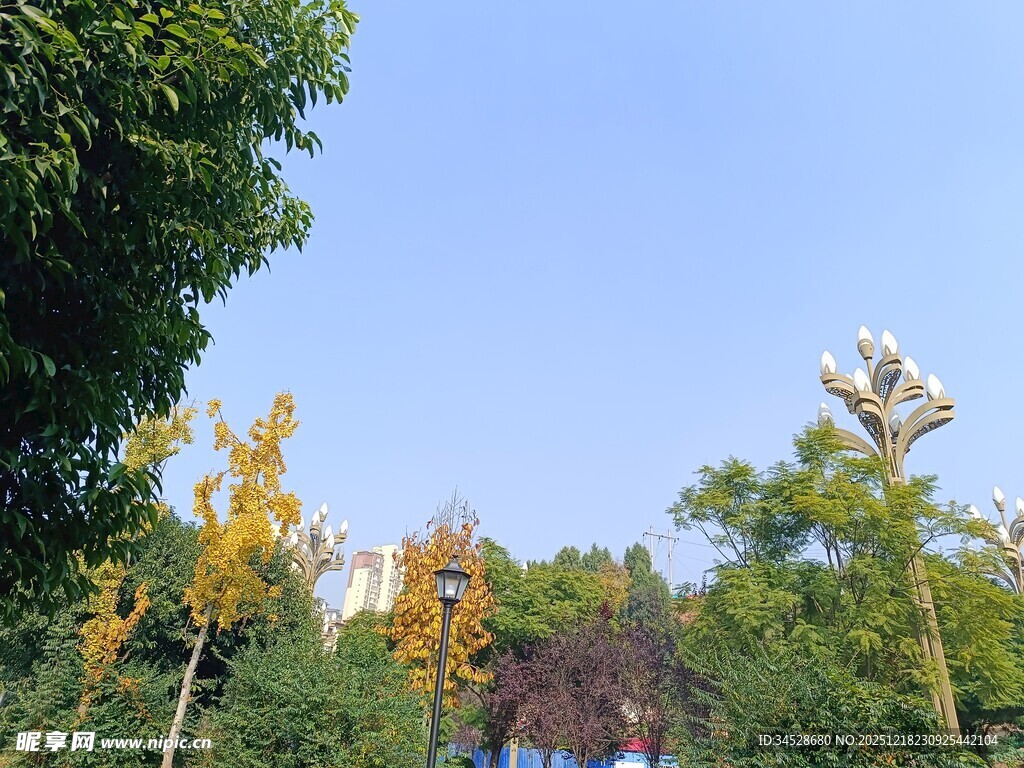 秋日多彩树林景观