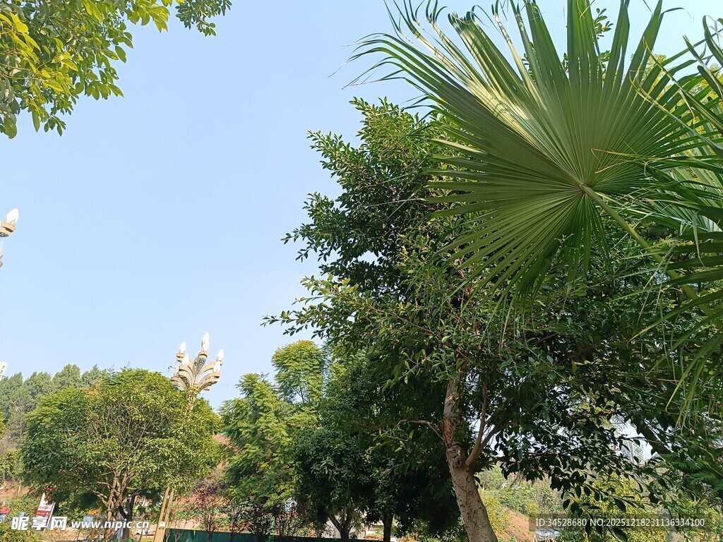 户外绿树蓝天自然景致